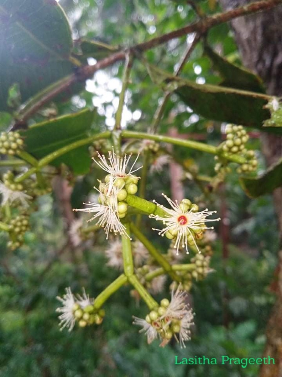 Syzygium alubo Kosterm.
